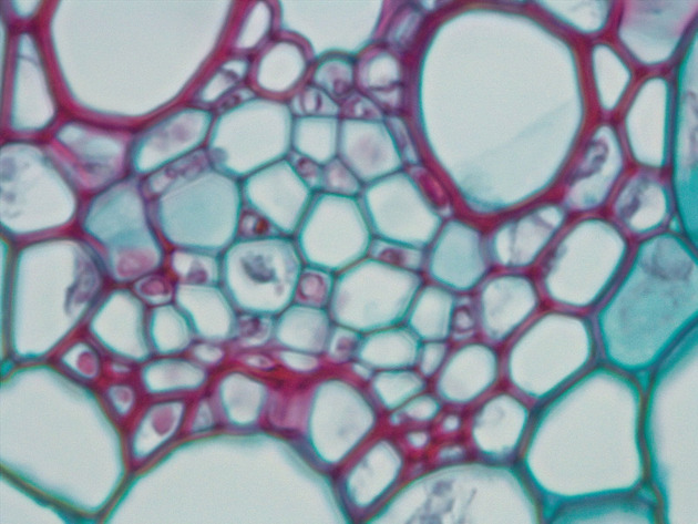 Monocot Stem Slides - Monocot Stem 02 1000X